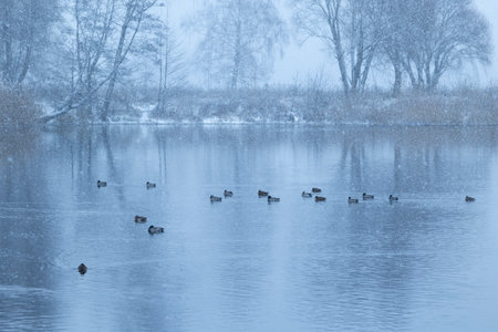 Beautiful winter scenery with mallard ducks swimming in the lake. Landscape with snow in Riga, Latvia.の写真素材