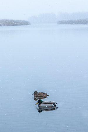 Beautiful winter scenery with mallard ducks swimming in the lake. Landscape with snow in Riga, Latvia.の写真素材