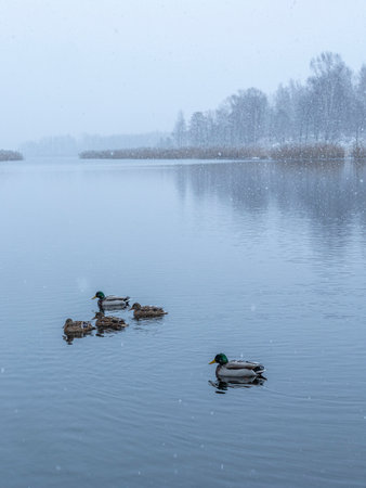Beautiful winter scenery with mallard ducks swimming in the lake. Landscape with snow in Riga, Latvia.の写真素材