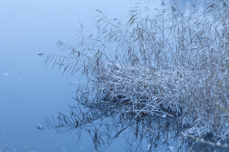 A winter scenery at a lake with reeds. Snowy landscape of Latvia.の写真素材
