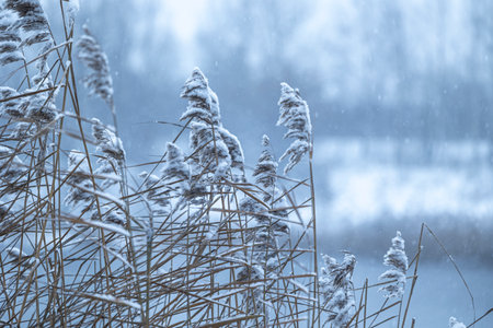 A winter scenery at a lake with reeds. Snowy landscape of Latvia.の写真素材