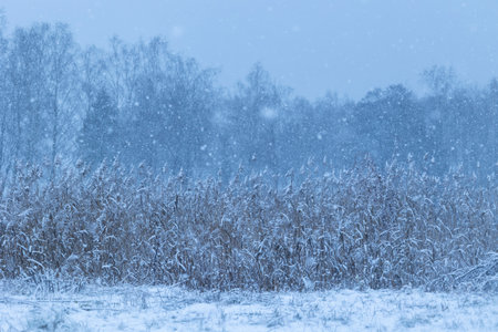 A winter scenery at a lake with reeds. Snowy landscape of Latvia.の写真素材