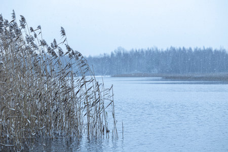 A winter scenery at a lake with reeds. Snowy landscape of Latvia.
