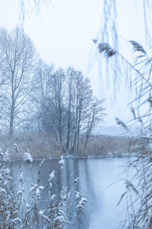 A snowy winter scenery with trees growing on the shorw of a lake. Seasonal landscape of Latvia.の写真素材