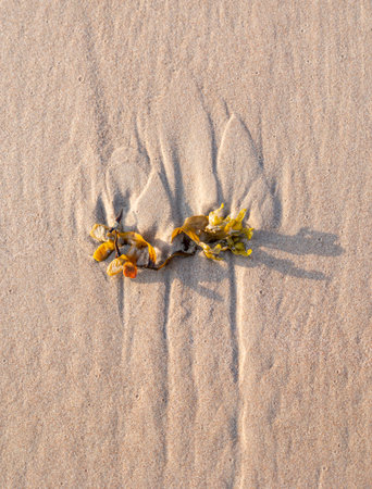 Beautiful sand patterns at the beach. Sunny day scenery of Latvia coastline.の写真素材