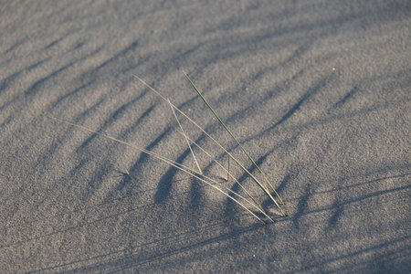 Beautiful sand patterns at the beach of Baltic Sea. Sunny day scenery of Latvia coastline.の写真素材