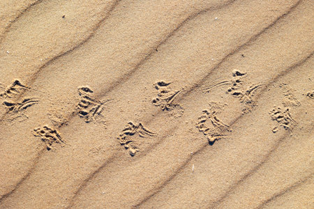 Beautiful sand patterns with bird tracks on the beach of Baltic Sea. Sunny day in Latvia.の写真素材