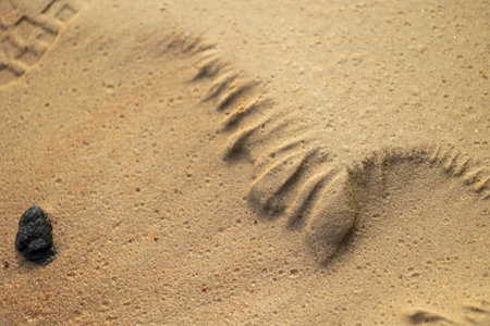 Beautiful sand patterns made by flowing water on the beach of Baltic Sea. Sunny summer day in Latvia.の写真素材