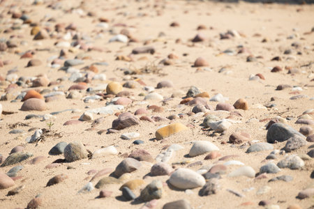 Beautiful dry, smooth pebbles on the beach of Baltic Sea. Sunny summer day in Latvia.の写真素材