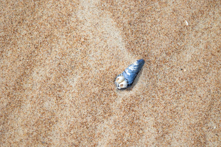 Beautiful Baltic Sea beach scenery with small shells in the sand. Sunny summer day.の写真素材