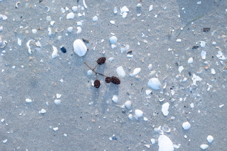 Beautiful Baltic Sea beach scenery with small shells in the sand.の写真素材