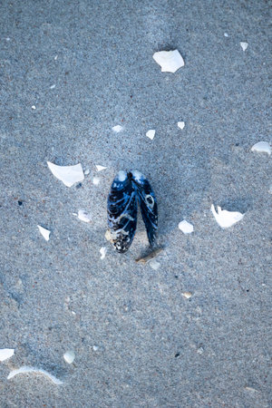 Beautiful Baltic Sea beach scenery with small shells in the sand. Sunny summer day.の写真素材