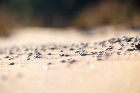Beautiful Baltic Sea beach scenery with small shells in the sand. Sunny summer day.の写真素材