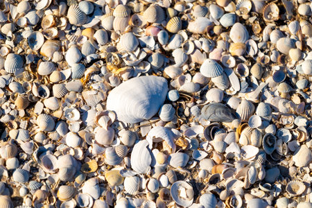 Beautiful Baltic Sea beach scenery with small shells in the sand. Sunny summer day in Latvia.の写真素材