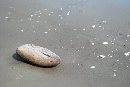A beautiful sea polished piece of wood in the sands of Baltic Sea beach. Sunny day in Latvia.