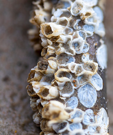 A small wooden piece with barnacles in a sandy beach of Baltic Sea. Sunny summer day in Latvia, Europe.の写真素材