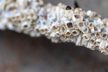 A small wooden piece with barnacles in a sandy beach of Baltic Sea. Sunny summer day in Latvia,...