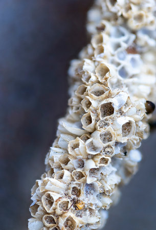A small wooden piece with barnacles.