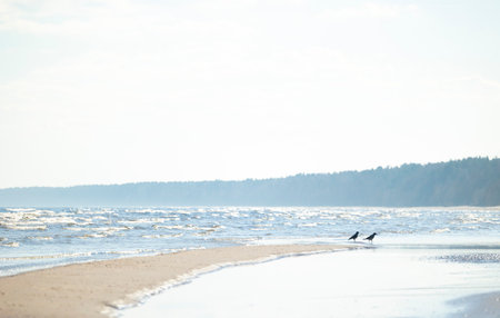 A beautiful sunset beach scenery with crows feeding in the sand. Summer evening in Latvia, Baltic...