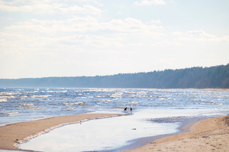 A beautiful sunset beach scenery with crows feeding in the sand. Summer evening in Latvia, Baltic Sea coastline.の写真素材