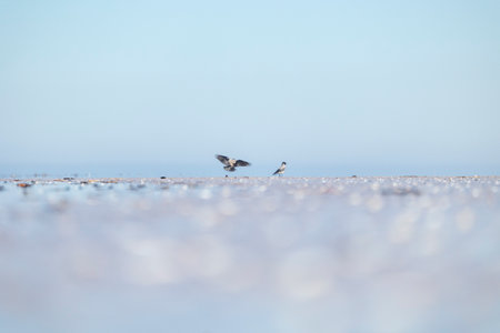 A beautiful sunset beach scenery with crows feeding in the sand. Summer evening in Latvia, Baltic Sea coastline.の写真素材