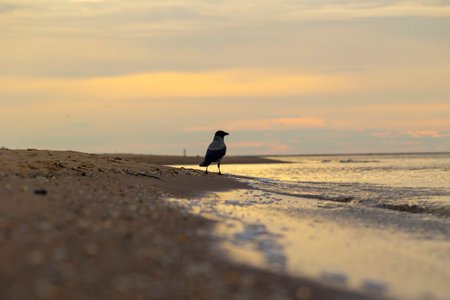 A beautiful sunset beach scenery with crows feeding in the sand. Summer evening in Latvia, Baltic Sea coastline.の写真素材