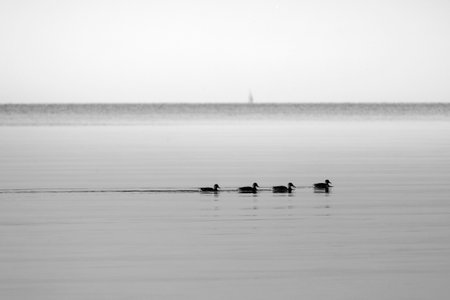 A beautiful sunset beach scenery with mallard ducks swimming in the sea. Summer evening in Latvia, Baltic Sea coastline.の写真素材