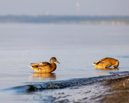 A beautiful sunset beach scenery with mallard ducks swimming in the sea. Summer evening in Latvia, Baltic Sea coastline.の写真素材
