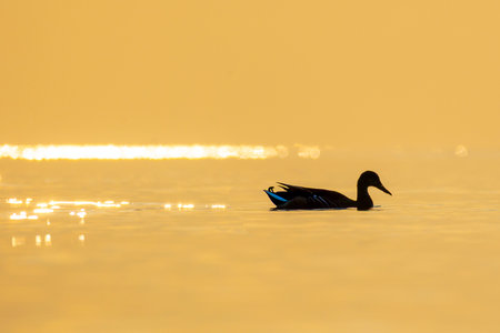 A beautiful sunset beach scenery with mallard ducks swimming in the sea. Summer evening in Latvia, Baltic Sea coastline.の写真素材