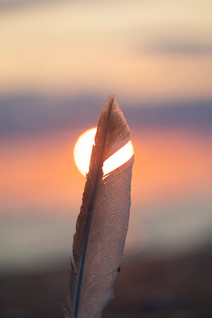 A beautiful bird feather in the sunset sands of Baltic Sea beach. Summer evening in Latvia, Europe.の写真素材