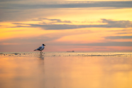 A beautiful summer sunset scenery of Baltic Sea beach with gulls. Birds in Latvia, Europe.の写真素材