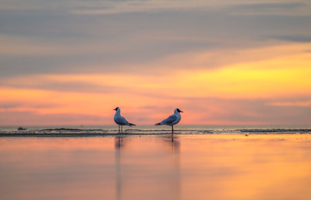 A beautiful summer sunset scenery of Baltic Sea beach with gulls. Birds in Latvia, Europe.の写真素材