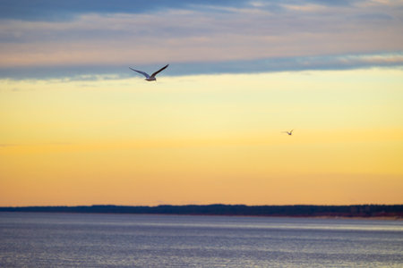A beautiful summer sunset scenery of Baltic Sea beach with gulls. Birds in Latvia, Europe.