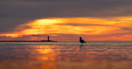 A beautiful summer sunset scenery of Baltic Sea beach with gulls. Birds in Latvia, Europe.の写真素材