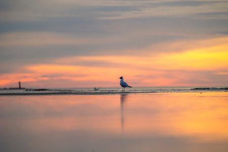 A beautiful summer sunset scenery of Baltic Sea beach with gulls. Birds in Latvia, Europe.の写真素材