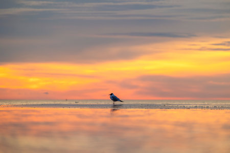 A beautiful summer sunset scenery of Baltic Sea beach with gulls. Birds in Latvia, Europe.の写真素材