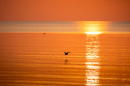 A beautiful summer sunset scenery of Baltic Sea beach with gulls. Birds in Latvia, Europe.の写真素材