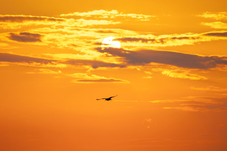 A beautiful summer sunset scenery of Baltic Sea beach with gulls. Birds in Latvia, Europe.