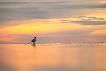 A beautiful summer sunset scenery of Baltic Sea beach with gulls. Birds in Latvia, Europe.の写真素材