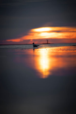 A beautiful summer sunset scenery of Baltic Sea beach with gulls. Birds in Latvia, Europe.の写真素材