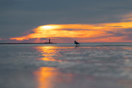 A beautiful summer sunset scenery of Baltic Sea beach with gulls. Birds in Latvia, Europe.の写真素材