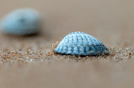 A small, beautiful sea shell in the sands of Baltic Sea beach. Sunny summer day in Latvia.の写真素材