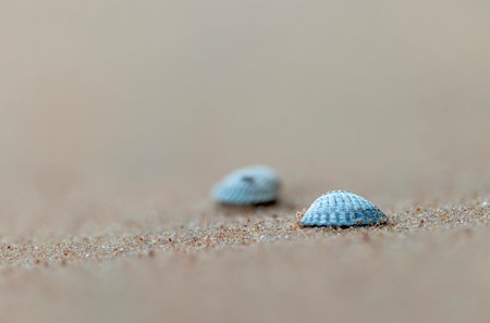 A small, beautiful sea shell in the sands of Baltic Sea beach. Sunny summer day in Latvia.の写真素材