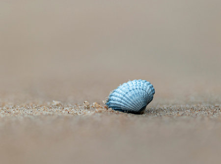 A small, beautiful sea shell in the sands of Baltic Sea beach. Sunny summer day in Latvia.の写真素材