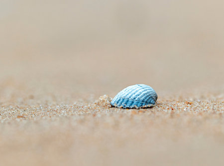 A small, beautiful sea shell in the sands of Baltic Sea beach. Sunny summer day in Latvia.の写真素材