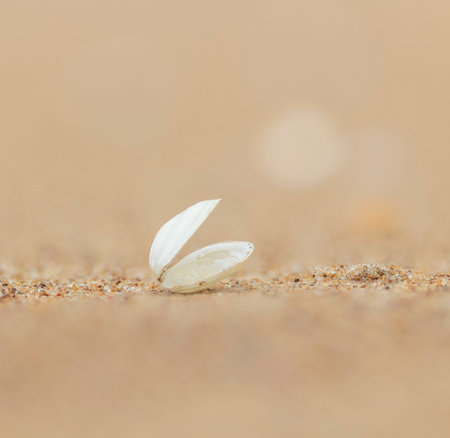 A small, beautiful sea shell in the sands of Baltic Sea beach. Sunny summer day in Latvia.の写真素材
