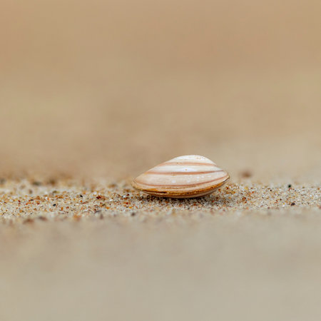 A small, beautiful sea shell in the sands of Baltic Sea beach. Sunny summer day in Latvia.の写真素材