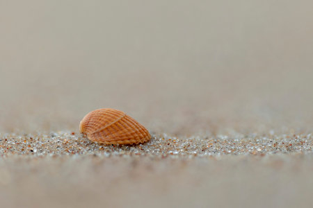 A small, beautiful sea shell in the sands of Baltic Sea beach. Sunny summer day in Latvia.の写真素材