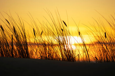 A beautiful sunset silhouette scene with grasses growing on the beach of Baltic Sea. Summer evening in Latvia, Europe.の写真素材