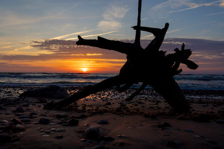 A beautiful sunset scenery with tree silhouette against the sky and Baltic Sea. Summer evening at the beach in Latvia, Euroep.の写真素材